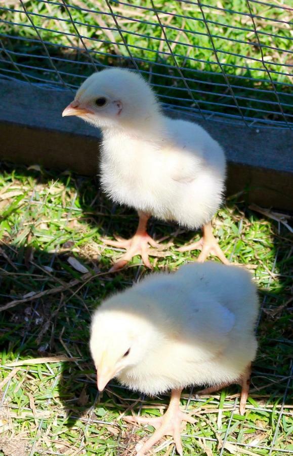 Woodcock Farm Apartment บริสตอล ภายนอก รูปภาพ